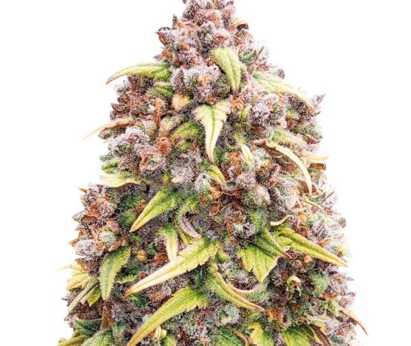 Blueberry Purple (56 seeds)