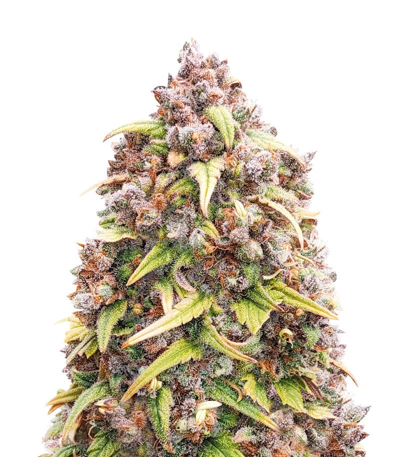 Blueberry Purple (56 seeds)