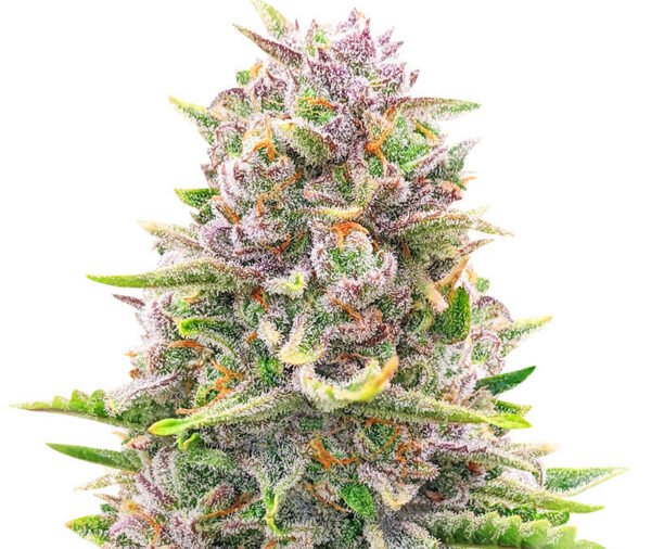 Bruce Banner cannabis seeds shown in close-up, featuring mature brown seeds with distinctive natural markings, representing a popular hybrid strain known for its robust genetics.
