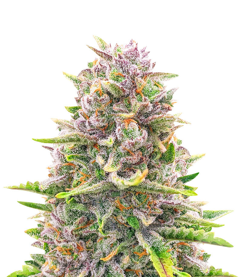 Bruce Banner Auto Feminized (56 seeds)