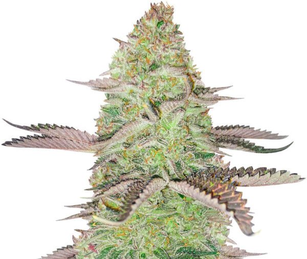 GSC Feminized (56 seeds)