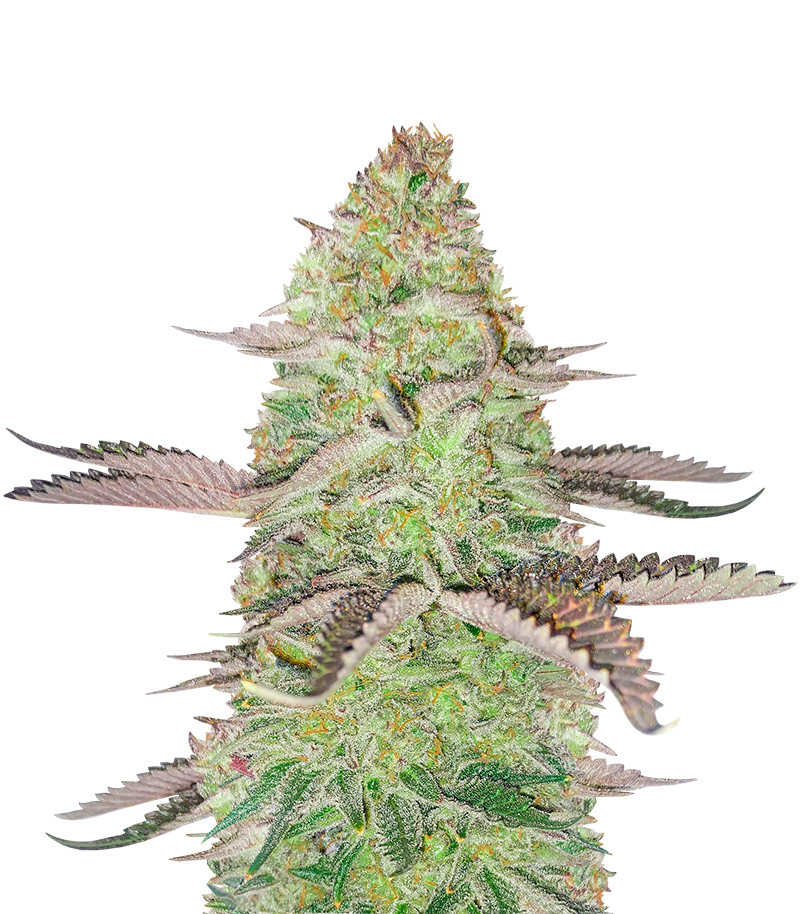 GSC Feminized (56 seeds)