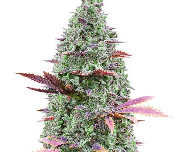 Gorilla Glue cannabis seeds displayed in close-up, showing healthy brown seeds with natural mottled patterns, representing a well-known cannabis strain prized for its strong genetics