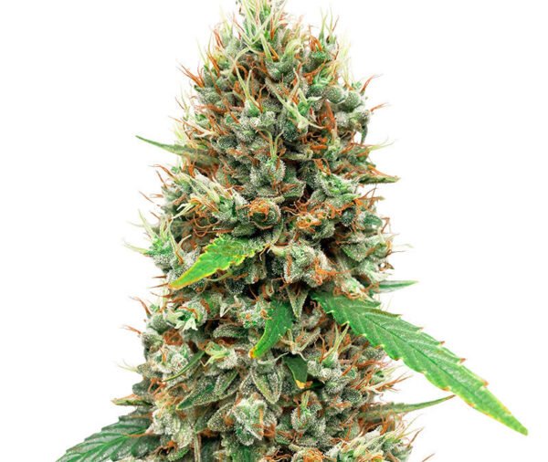 White Widow cannabis seeds displayed in close-up, showing healthy brown seeds with natural markings, suitable for collectors and enthusiasts interested in this classic cannabis strain.