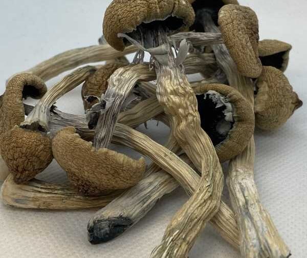 Magic (Psilocybin) Mushroom – 56g
