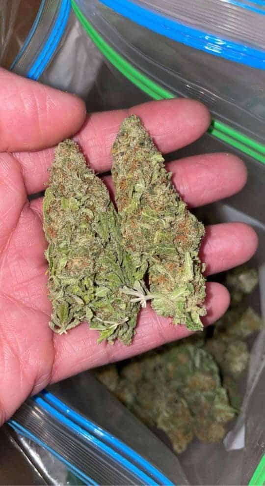 buy weed online