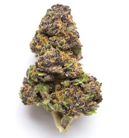 Deep purple cannabis flower with visible trichomes.