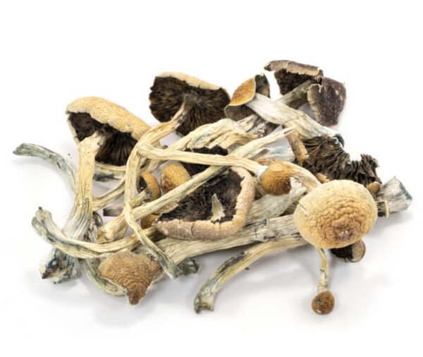 Amazonian Cubensis Mushrooms