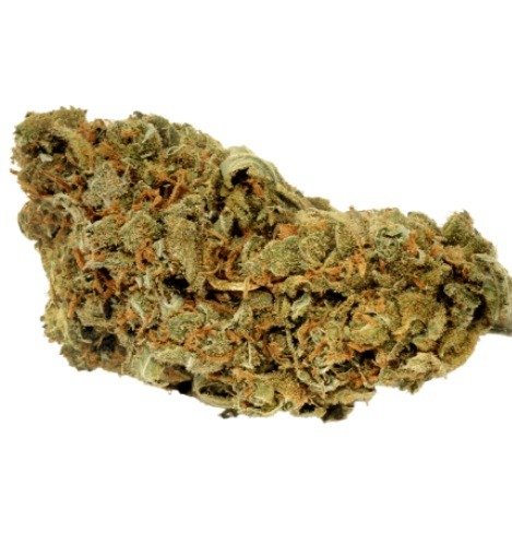 High-quality cannabis buds examined closely.