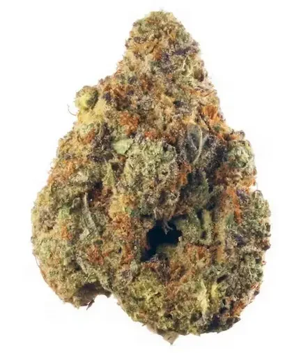 Hanging cannabis branches during drying