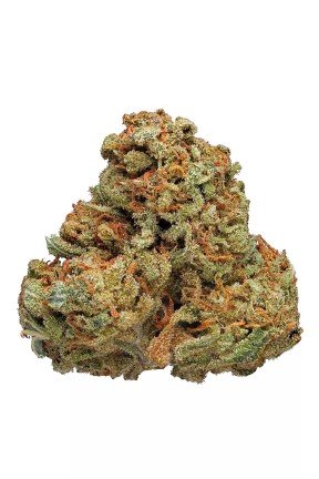 Cinderella 99 strain 28g