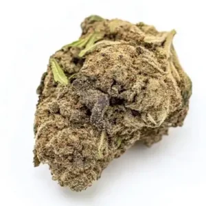 Freshly harvested cannabis branches.