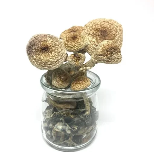 B+ Cubensis Mushrooms