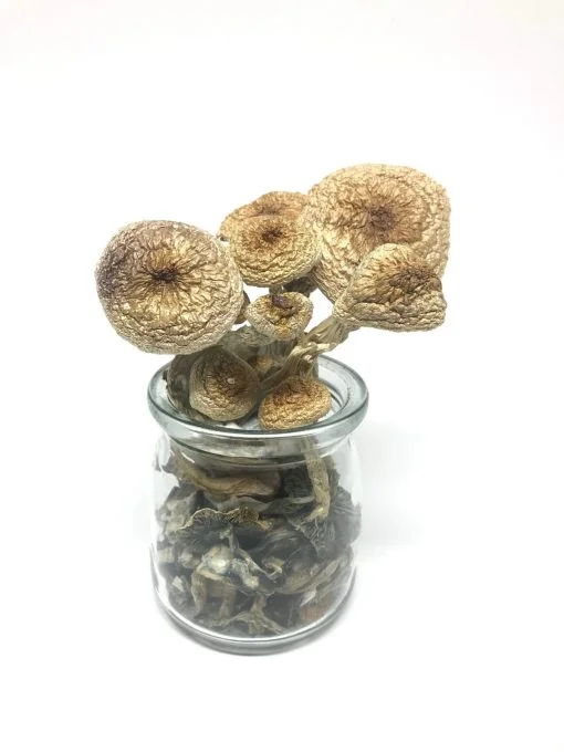 B+ Cubensis Mushrooms