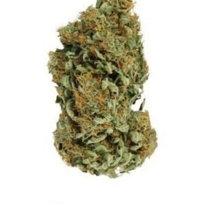 Cannabis buds being evaluated for aroma quality.