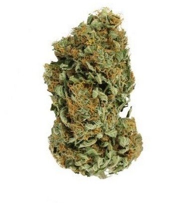 Cannabis buds being evaluated for aroma quality.