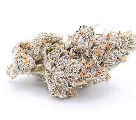 Glass jars used during the cannabis curing process.