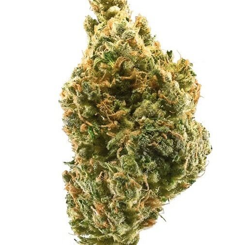 Metal grinder with ground cannabis flower.
