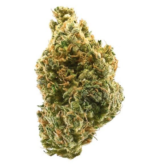 Metal grinder with ground cannabis flower.