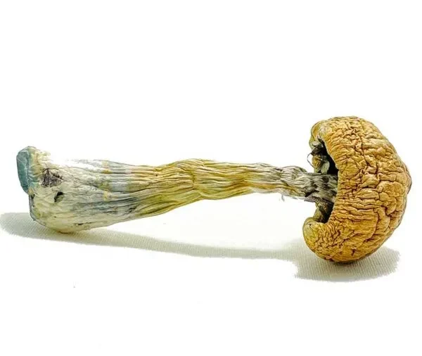 Puerto Rican Magic Mushrooms