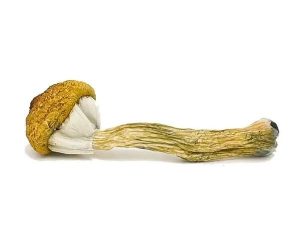 Treasure Coast Mushroom