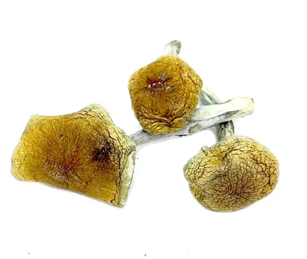 Buy Vietnamese Magic Mushroom Online