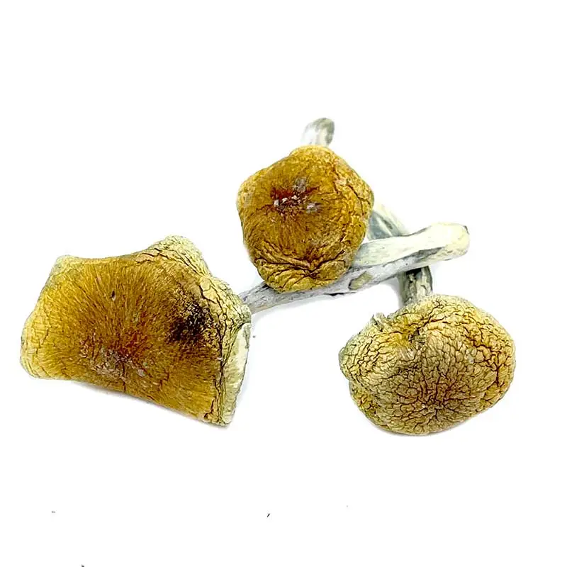 Buy Vietnamese Magic Mushroom Online