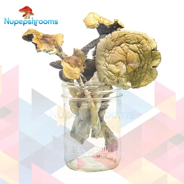 Alacabenzi Magic Mushrooms