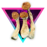 African Transkei Magic Mushrooms